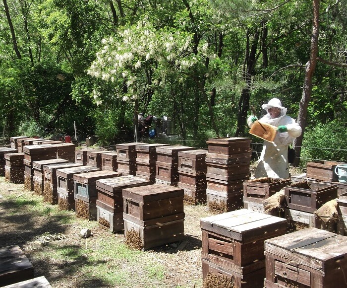 ミツバチたちが自由に飛び回って集めた自然の恵み