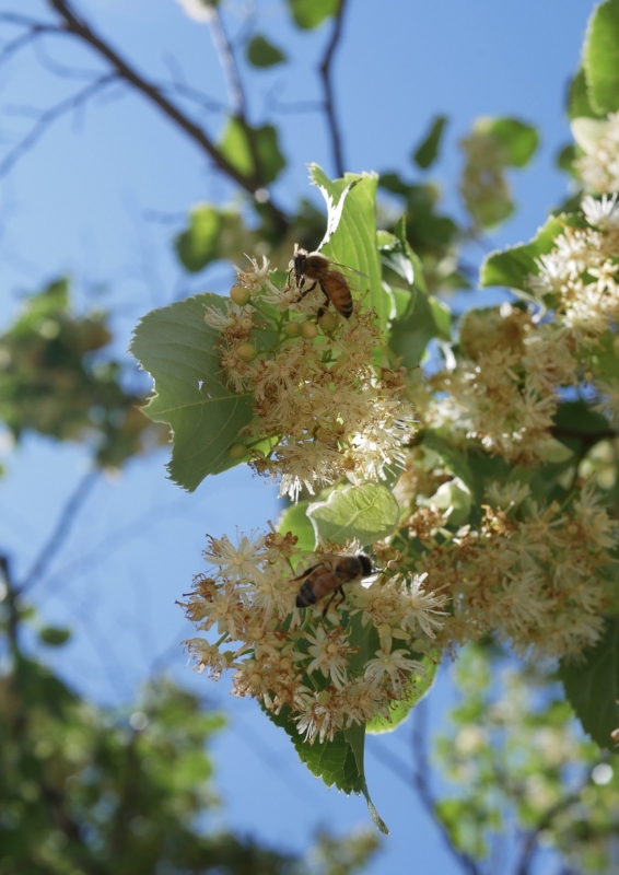 シナの花 西牧養蜂園 天然の素材にこだわった信州産自家採取はちみつ