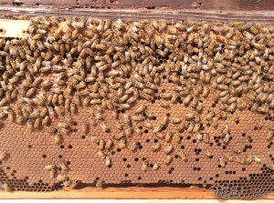 知多半島のミツバチは産卵がとても活発になっています。