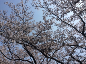 知多半島の桜が満開