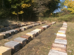 知多半島のミツバチ
