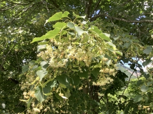 シナの木の花