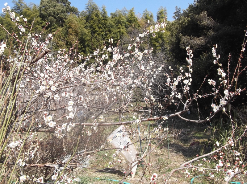 知多半島の梅の開花
